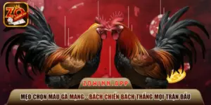 mẹo chọn màu gà mạng