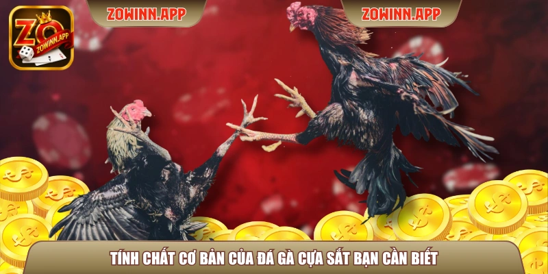 Tính chất cơ bản của đá gà cựa sắt bạn cần biết